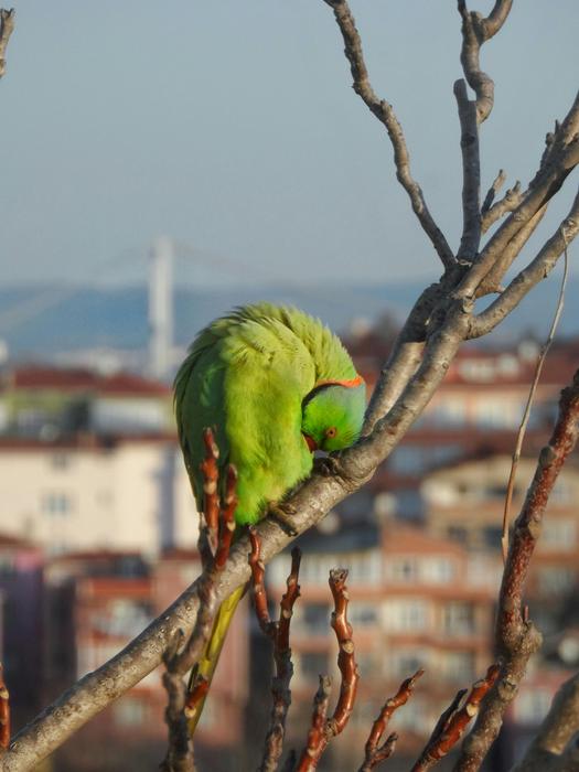 Parrots in the wild in Polish cities