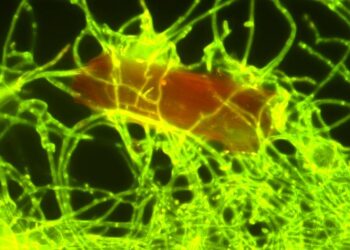 Fungus breaks down ocean plastic
