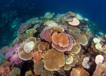 Bleached corals on John Brewer Reef, Great Barrier Reef