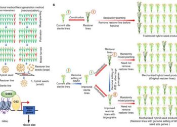 Genetic editing of ideal small grain size genes enables fully