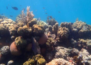 Harnessing ecological theory for successful ecosystem restoration