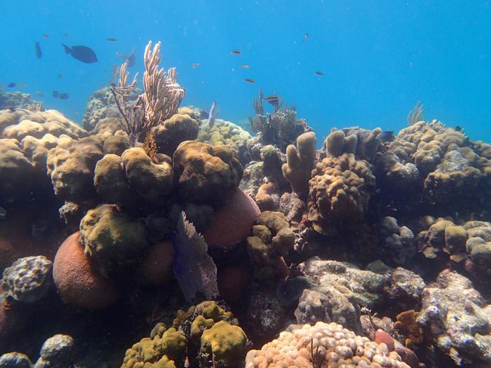 Healthy coral reefs illustrate one aim of ecosystem restoration.