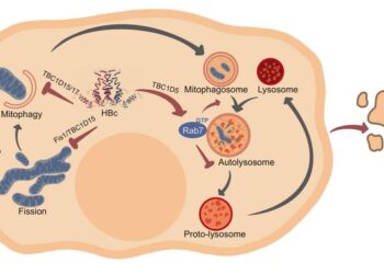 A working model of the cytopathic effect of HBc