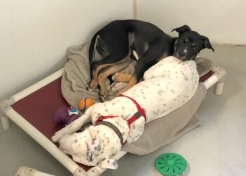 Effects of single- or pair-housing on the welfare of shelter dogs: Behavioral and physiological indicators