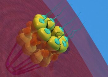 How a protein component of nuclear pore complexes regulates development