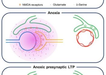 The aLTP process is activated when the brain is deprived of oxygen