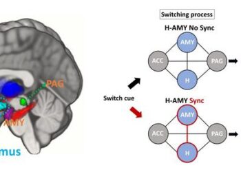 How does the human brain switch between survival tasks?