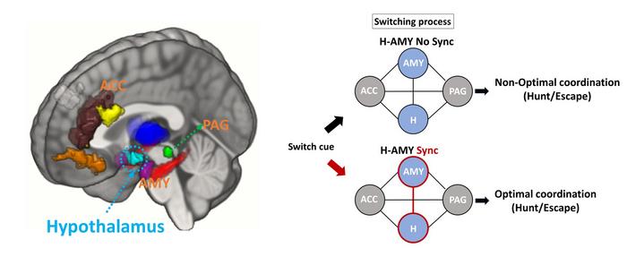 How does the human brain switch between survival tasks?