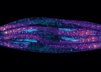 Worms under a powerful microscope