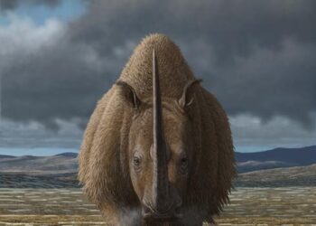 coelodonta credit Mauricio Anton