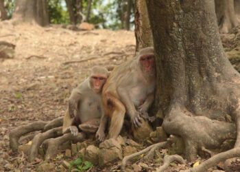 Macaques in the shade on Cayo Santiago