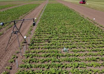 Sugar Beet Root Model in a Field Trial