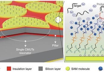 Schematic of a novel CMUTs-based label-free biosensor with aluminum electrodes to detect single-stranded DNA oligonucleotides.