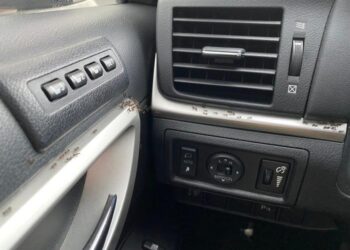 Ants found on the inside of a car, hitching a ride to find a new home.