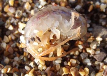 A sandhopper (Talitrus saltator) found in its torpid state