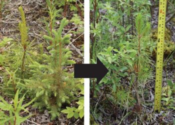 Transplanted pine seedlings in Interior Alaska