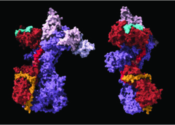 Telomere molecules