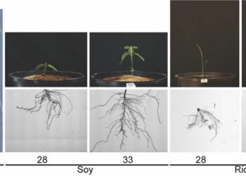 Plant side-by-sides
