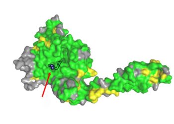 Structure of USP28 in complex with AZ1