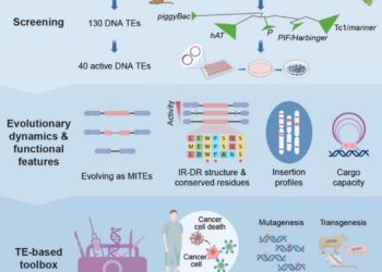 The comprehensive process of screening, analyzing, and applying active DNA transposons