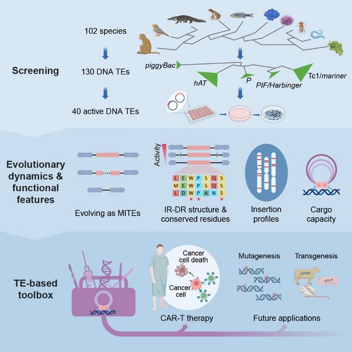 The comprehensive process of screening, analyzing, and applying active DNA transposons