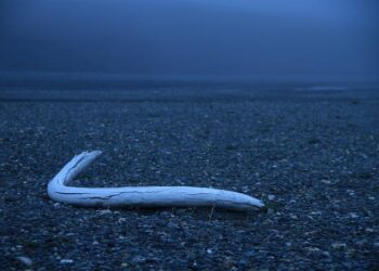 Wrangel Island tusk