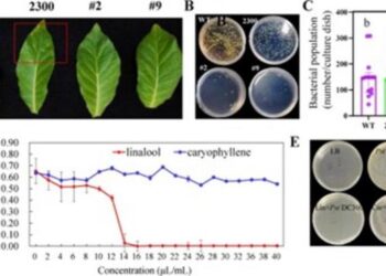 Analysis of the potential biological role of LaMYC7 for P. syringae.