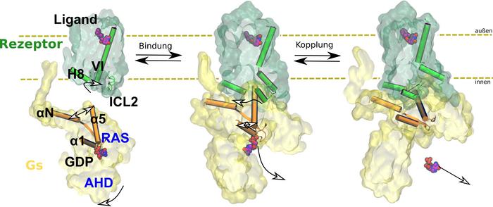 Binding to the receptor (green) causes the G protein (yellow) to change its shape and release the regulatory molecule GDP.