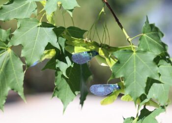 light-controlled artificial maple samara robot