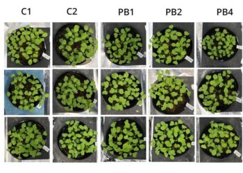 New biomass fertilizer as effective as inorganic nitrogen fertilizer