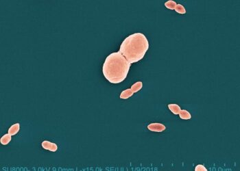 NIAID discovery leads to novel probiotic for eczema
