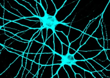 Neuroscience research leverages stem cells to understand how neurons connect