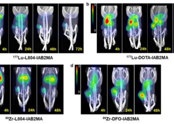 New chelating agent reduces toxicity in PSMA radiopharmaceutical therapy