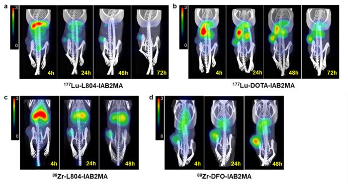 Small animal SPECT/CT images comparing 177Lu-L804-IAB2MA and 177Lu-DOTA-IAB2MA, and small animal PET/CT images comparing 89Zr-L804-IAB2MA and 89Zr-DFO-IAB2MA.