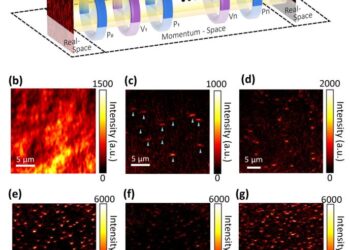 Cascaded momentum-space polarization filters enabled label-free black-field microscopy for single nanoparticles analysis