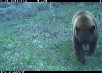 Bear captured in wildlife camera as part of study