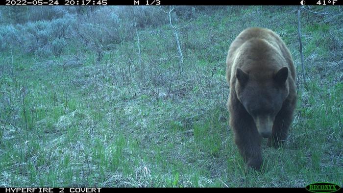 Bear captured in wildlife camera as part of study