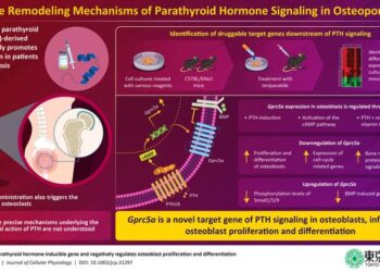 Study identifies a novel parathyroid hormone inducible target that suppresses bone formation