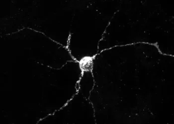 Neurons express Aplp1