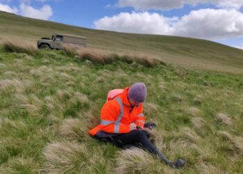 Researcher Cicely Marshall surveying farm land