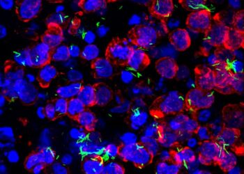 Novel 3D hydrogel culture to study TB infection and treatment