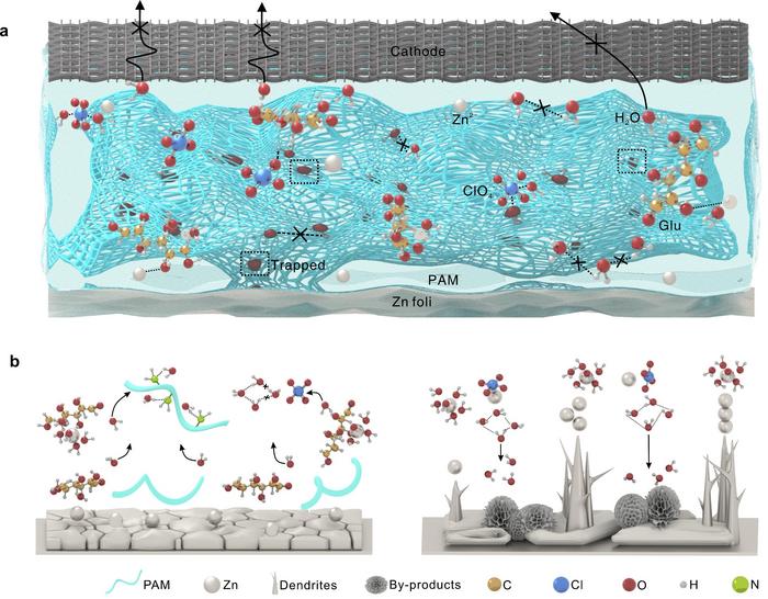 a. Schematic illustration of the design and construction of electrolyte structure; b. Schematic illustration of Zn plating behavior in Glu/ZC/PAM (left) and pure ZC (right)