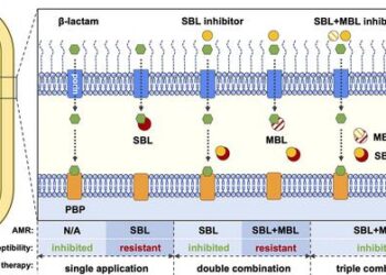 Graphical abstract