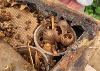 Pesticides impair mobility and immune system of Brazilian native stingless bees, study shows