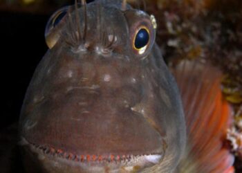 Previously uncharacterized parasite uncovered in fish worldwide