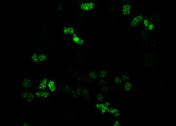 DDX23 enzyme