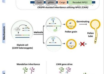 CAIN’s design, mechanism, and expected transmission pattern