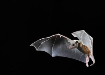 How nerve cells in bat brains respond to their environment and social interactions with other bats