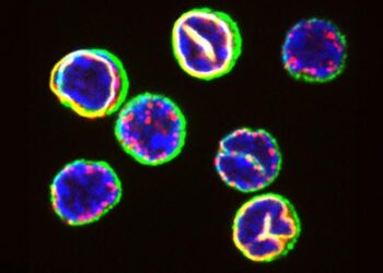 Isolated T cells