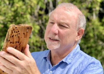 Barry Goodell (UMass Amherst) inspecting wood riddled with shipworm holes.